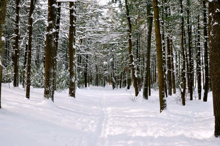 Pine trees Pine trees