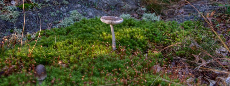 Mushroom