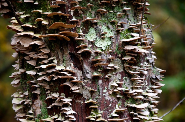 Mushroom Bark